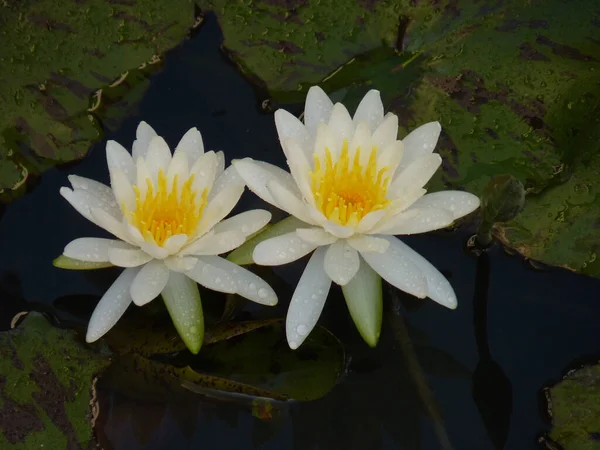 Deux Beaux Nénuphars Blancs Dans Étang — Photo