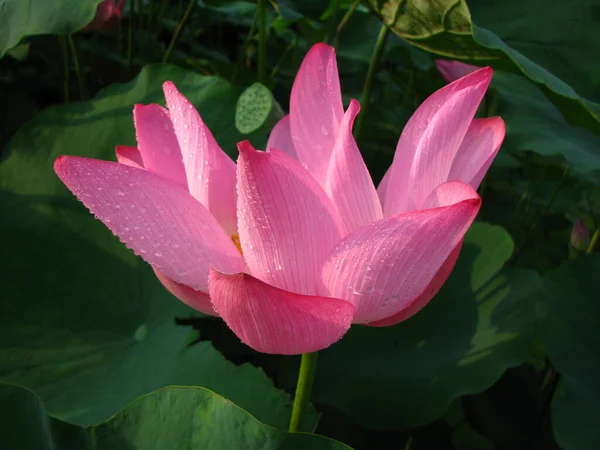 Ein Selektiver Fokusschuss Von Tau Auf Blühende Lotusblume — Stockfoto