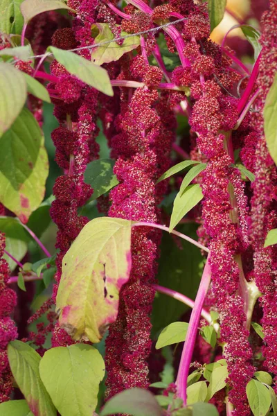 Vertical Shot Love Lies Bleeding Plant — Stock Photo, Image