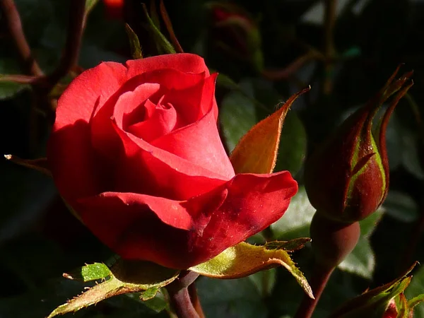 Ένα Κοντινό Πλάνο Ενός Τριαντάφυλλου Στη Φύση — Φωτογραφία Αρχείου
