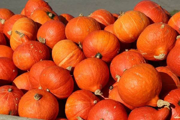 Gros Plan Citrouilles Bio Fraîches Saines Sur Marché Agricole Automne — Photo