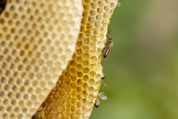 Nahaufnahme Wabenansicht Mit Details Der Kammern Von Wilden Apis Mellifera — Stockfoto