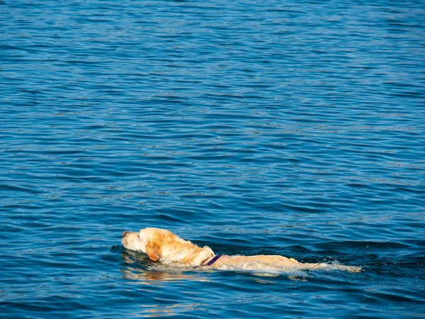 Een Schattige Labrador Retriever Hond Zwemmen Het Water — Stockfoto