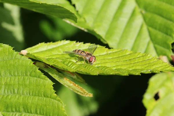 Крупним Планом Знімок Бджоли Сидить Зеленому Листі — стокове фото