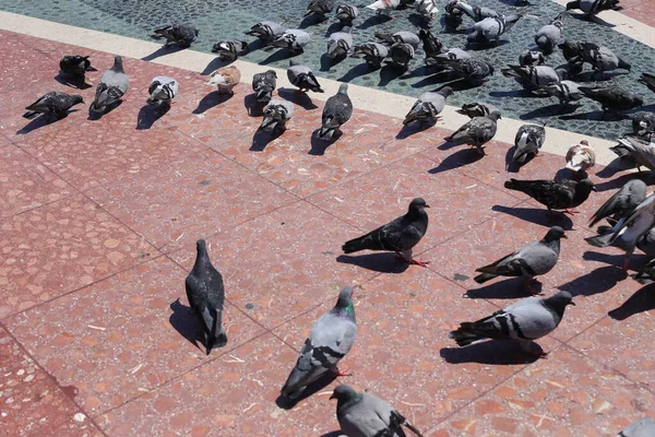 Plan Grand Angle Pigeons Nourrissant Sur Trottoir Barcelone Espagne — Photo