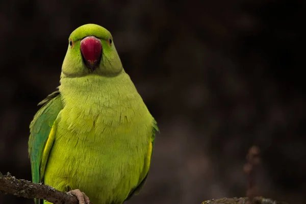 Bir Ağaç Dalına Tünemiş Yeşil Gül Halkalı Muhabbet Kuşunun Yakın — Stok fotoğraf