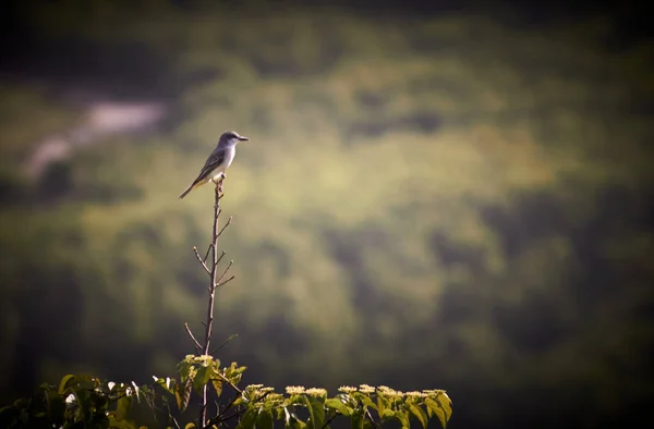 Una Hermosa Toma Del Pájaro Posado Una Planta — Foto de Stock