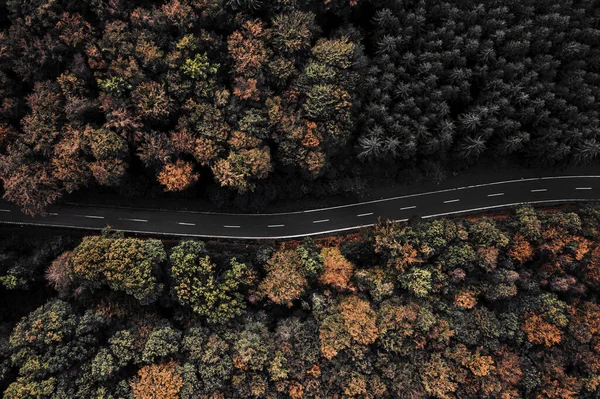Воздушный Кадр Дороги Окруженной Деревьями Лесу Идеально Подходит Обоев — стоковое фото