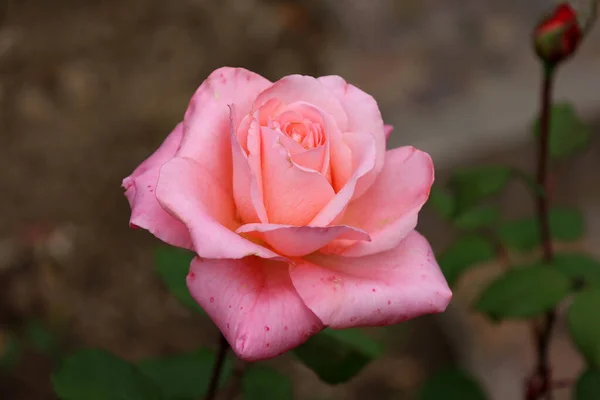 Selektywny Fokus Strzał Różowej Róży Krzaku Ogrodzie — Zdjęcie stockowe