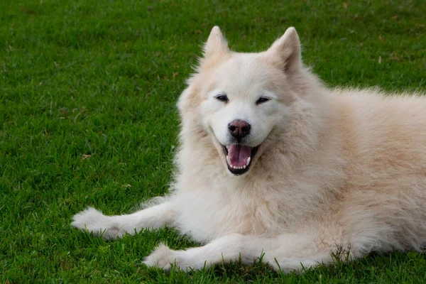 Ένα Αξιολάτρευτο Σκυλί Samoyed Χαμογελώντας Ενώ Χαλαρώνουν Ένα Πάρκο — Φωτογραφία Αρχείου