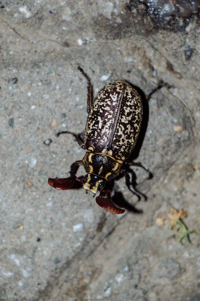 Gros Plan Vertical Scarabée Polyphylla Fullo Sol — Photo