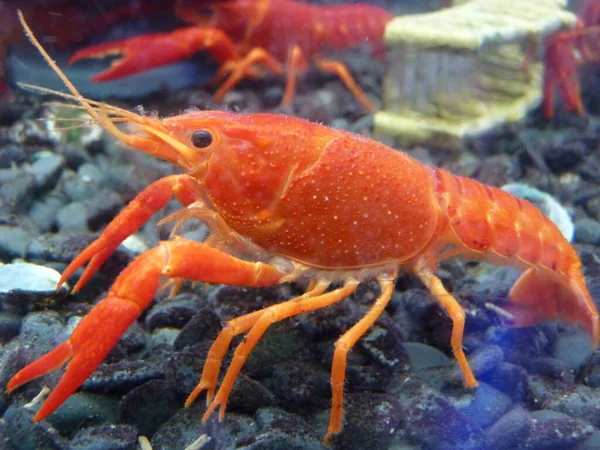 Tembakan Jarak Dekat Dari Lobster — Stok Foto