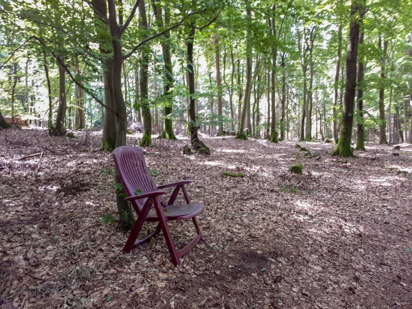 Beau Cliché Une Chaise Près Grands Arbres Dans Forêt Bavière — Photo