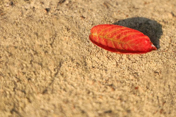 Zbliżenie Czerwonego Odizolowanego Liścia Krzewu Cienia Piasku Jesień Zabarwiona Przestrzenią — Zdjęcie stockowe
