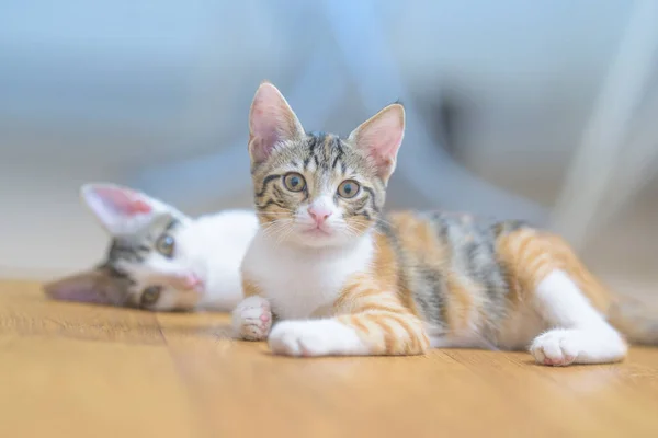 Primer Plano Adorables Gatitos Domésticos Acostados Sofá —  Fotos de Stock