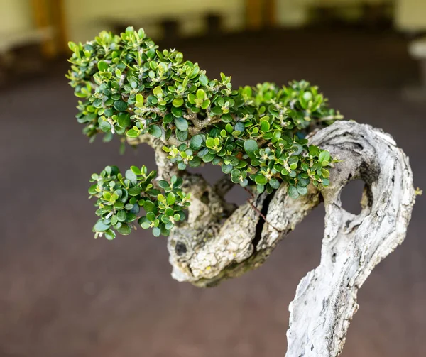 Small Japanese Bonsai Tree Age Years — Stock Photo, Image