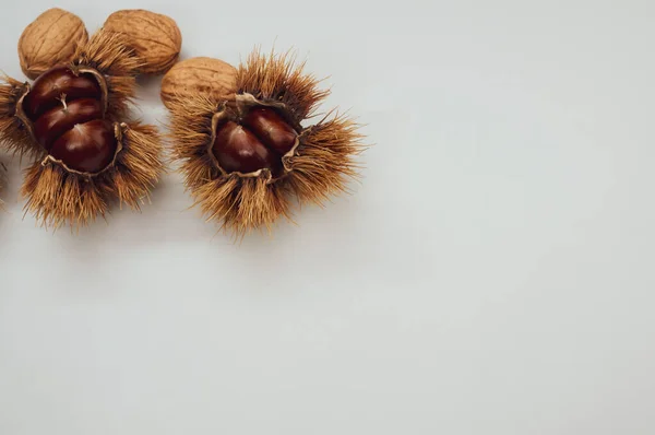 Closeup Shot Sweet Chestnuts Shell Blue Background — Stock Photo, Image