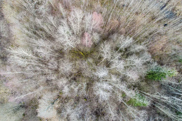 Een Antenne Uitzicht Een Dicht Bos Met Kale Winterbomen Omgevallen — Stockfoto