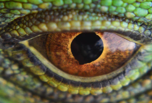 Крупный План Животного Красивого Глаза — стоковое фото