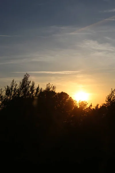 Tiro Vertical Pôr Sol Atrás Bela Floresta Barcelona Espanha — Fotografia de Stock