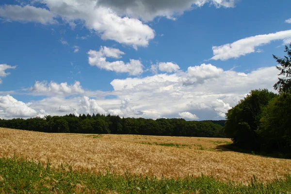 Ohren Einem Goldenen Weizenfeld Der Sonne Mit Weißen Wolken Und — Stockfoto