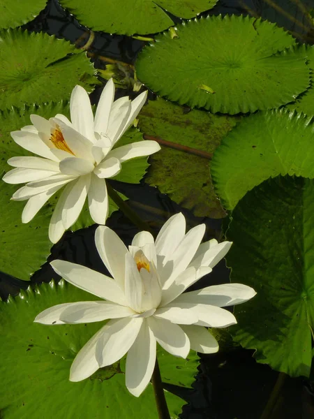 美丽的白莲被绿叶环绕着的一张精选的焦点照片 — 图库照片