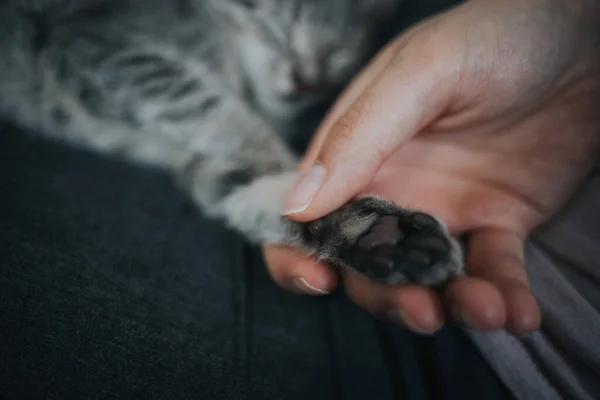 一个可爱的照片一个人牵着一只猫的爪子 — 图库照片
