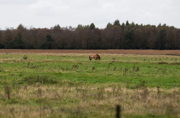 Hnědý Kůň Pasoucí Zeleném Poli — Stock fotografie