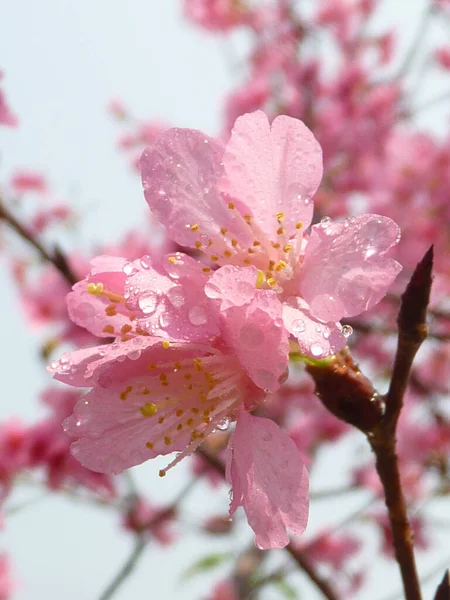 Gyönyörű Cseresznyevirágzások Káprázatos Fotója Homályos Háttérrel — Stock Fotó