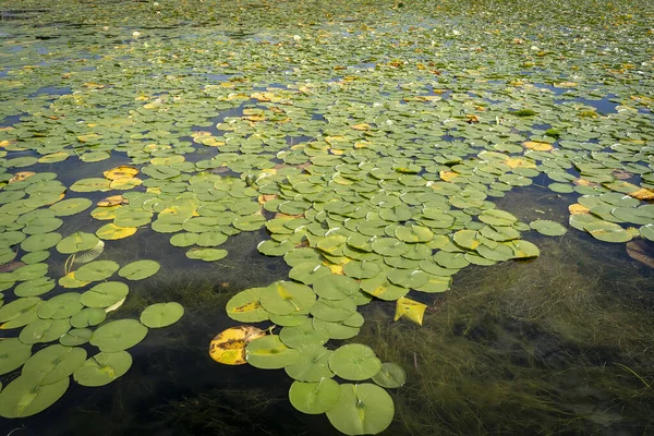 蓮の葉がいっぱいの池の高角度のショット — ストック写真