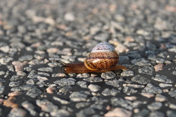Closeup Shot Colorful Snail — Stock Photo, Image