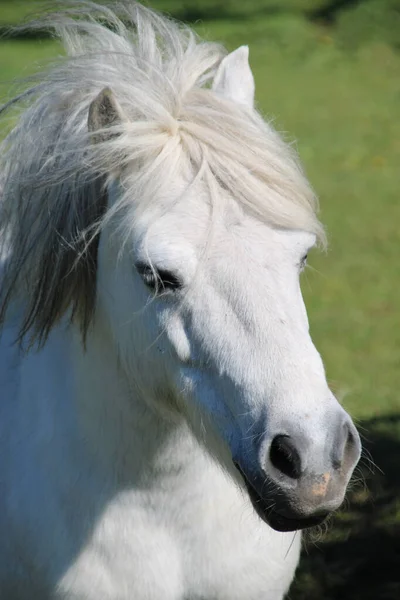 Een Verticaal Schot Van Een Prachtig Wit Paard — Stockfoto