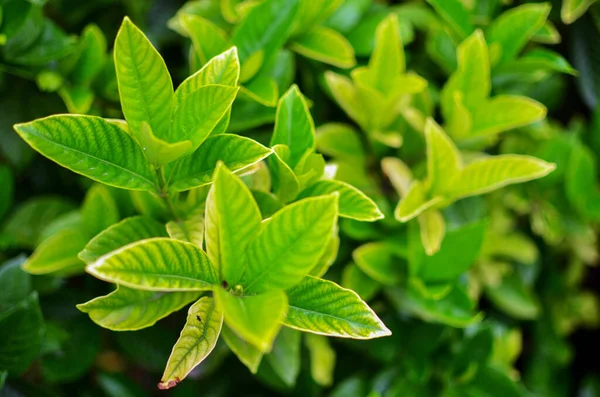 Sebuah Fokus Closeup Shot Tanaman Daun Taman — Stok Foto