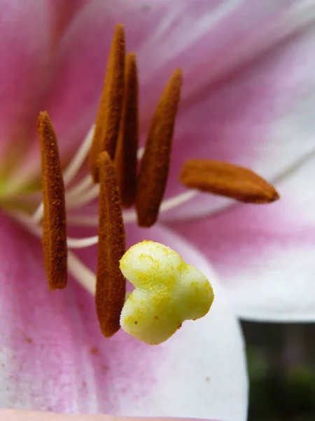 Macro Shot Vertical Lírio Rosa — Fotografia de Stock