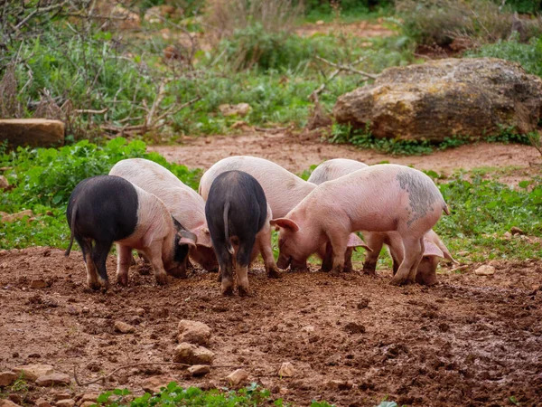 Grupo Cerdos Negros Rosados Alimentándose Suciedad Una Granja — Foto de Stock