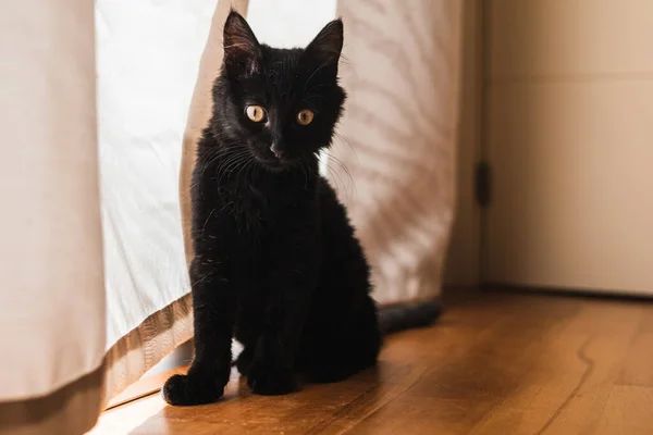 Czarny Kot Zielonymi Oczami Domu — Zdjęcie stockowe