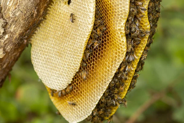 Capas Panal Una Colonia Apis Mellifera Carnica Silvestre Abejas Melíferas —  Fotos de Stock