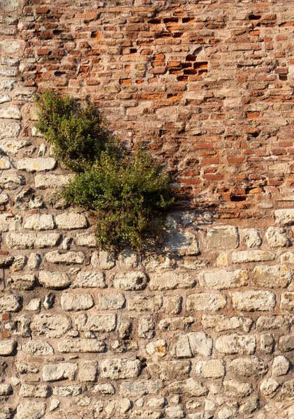 一缕垂直的绿色植物穿过砖墙生长 — 图库照片