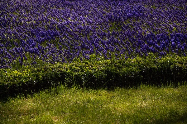 Ein Feld Mit Schönen Lila Wildblumen Und Grünem Gras — Stockfoto