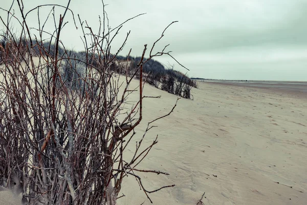 Plan Buissons Secs Sur Rivage Sablonneux Nature Île Borkum Sous — Photo