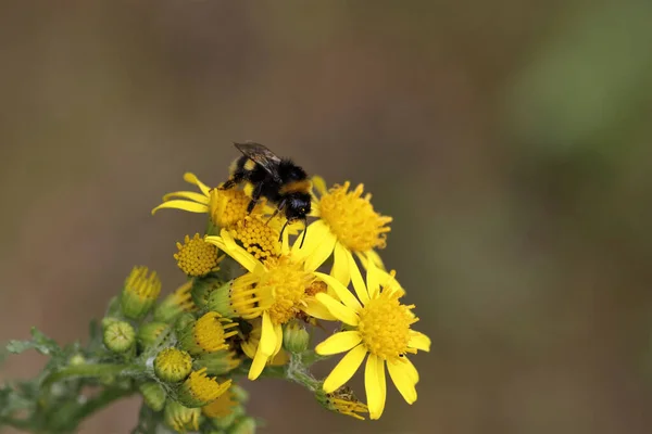 Tiro Foco Superficial Una Abeja Flores Amarillas — Foto de Stock