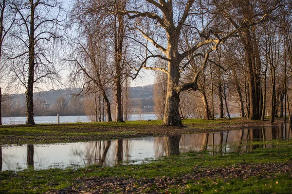川の満潮時の浸水した公園ライン川 水の木々の反射と — ストック写真