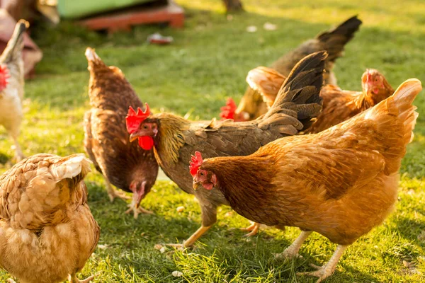Kırsal Bölgedeki Çimlerde Tohum Yiyen Bir Tavuk Sürüsü — Stok fotoğraf