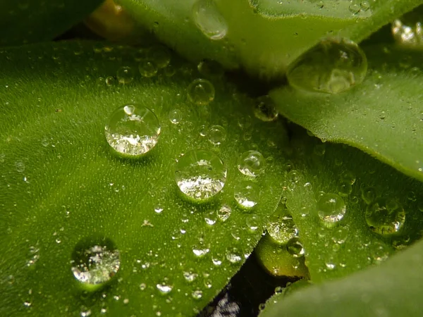 Una Macro Toma Una Hoja Cubierta Rocío — Foto de Stock