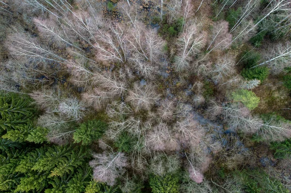 Widok Powietrza Gęstego Lasu Gołymi Jesiennymi Drzewami Opadłymi Liśćmi Ziemi — Zdjęcie stockowe