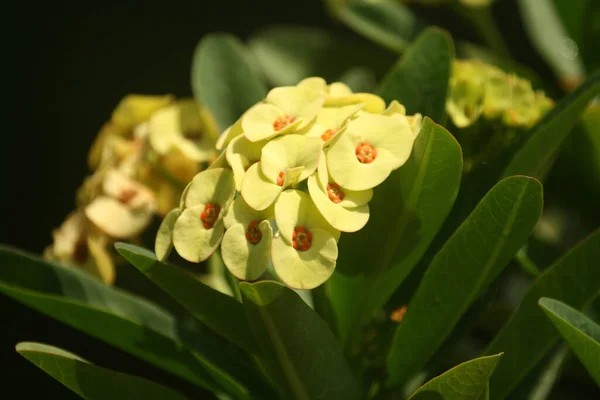 Close Uma Flor Branca Coroa Espinhos — Fotografia de Stock