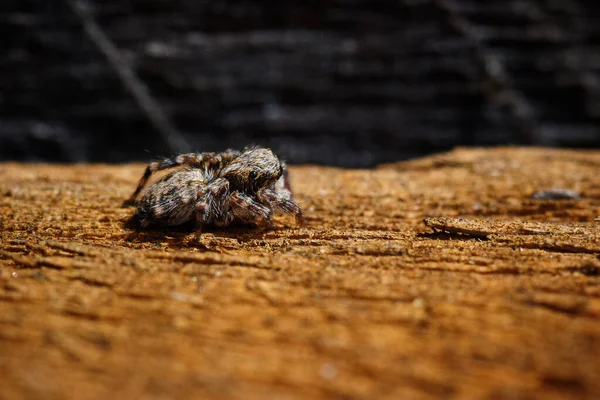 Primer Plano Una Araña Arrastrándose Sobre Una Superficie Marrón — Foto de Stock