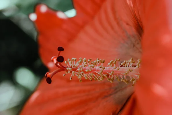 Closeup Shot Beautiful Hibiscus Flower — Stock Photo, Image