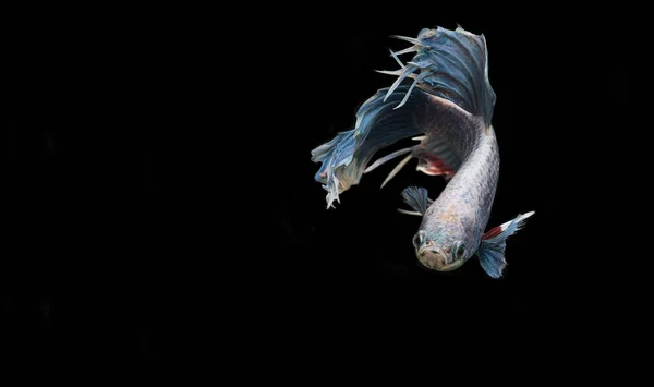 Syjamska Walcząca Ryba Czarnym Tle — Zdjęcie stockowe
