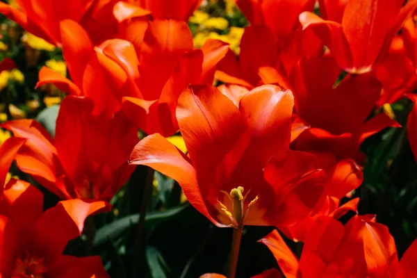 Detailní Záběr Jasně Červených Otevřených Tulipánů — Stock fotografie